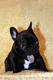 BOULEDOGUE FRANCAIS 806